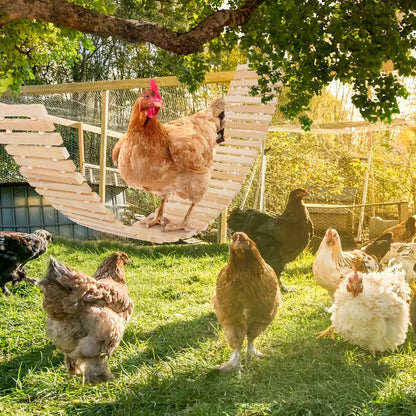 Balançoire Suspendue pour Poulailler