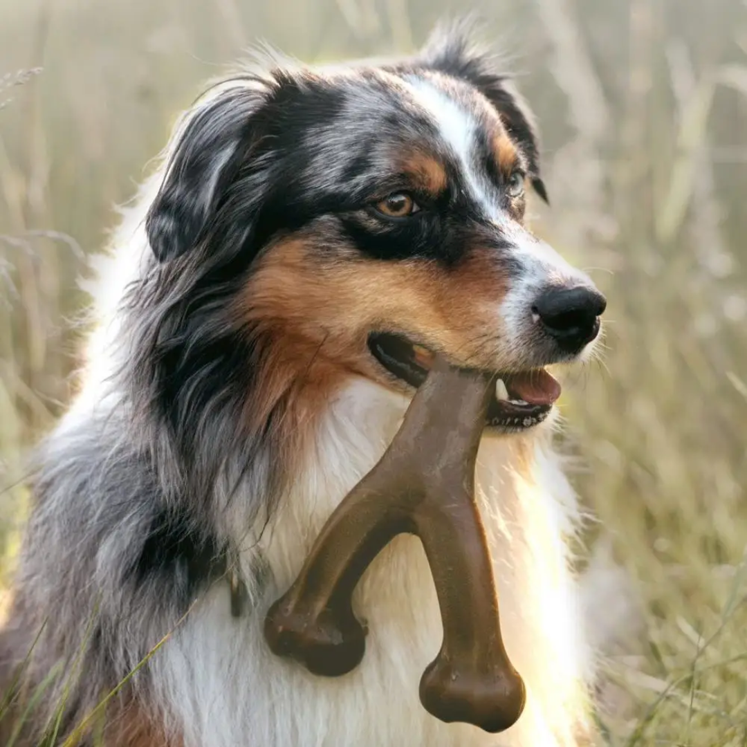 Jardioui Jouet à Mâcher Ultra-Robuste pour Chien