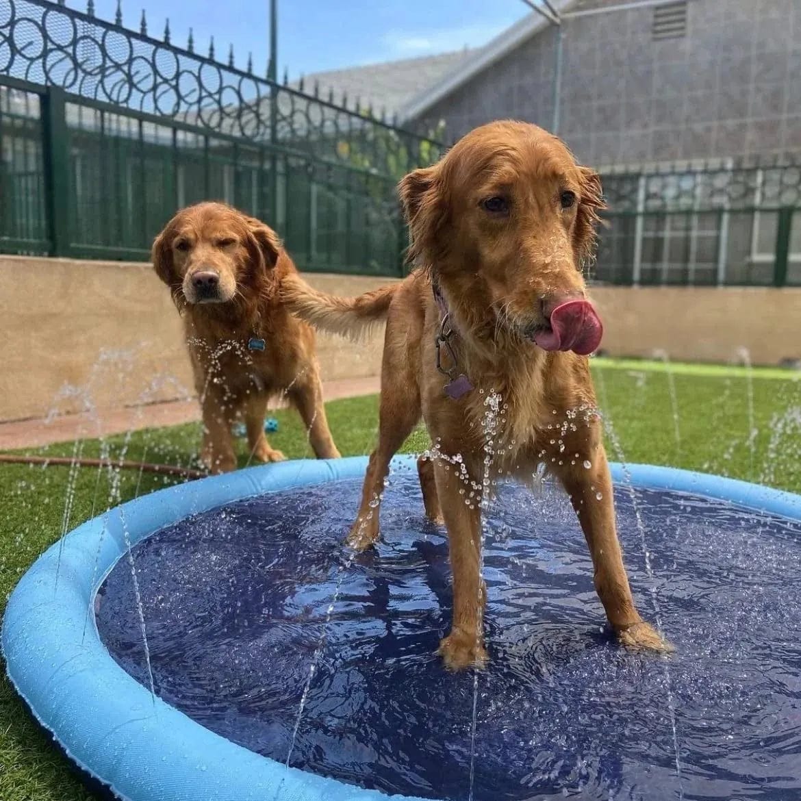 Jardioui Tapis Piscine-Fontaine Pour Chien AmiCool™